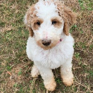 Meet your Posher, Meredith